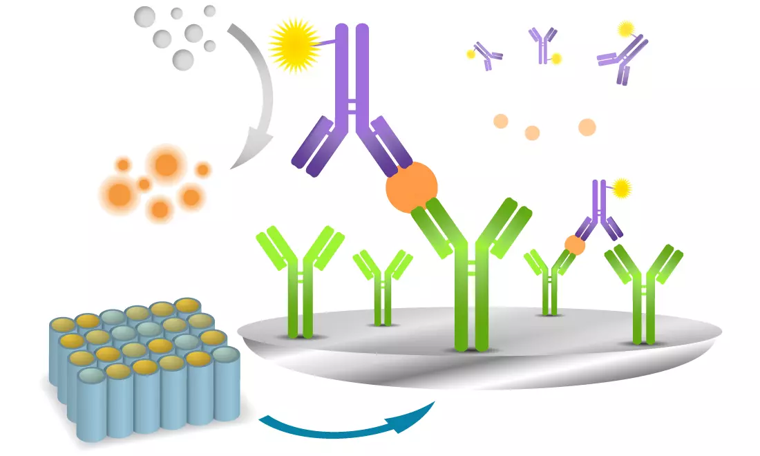 ELISA immunoassay