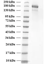 SARS-CoV-2 trimeric soluble full-length Spike protein, Alpha variant, S protein