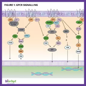 GPCR Pathway