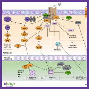 JAK/STAT Pathway