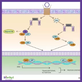 NF-kb Pathway