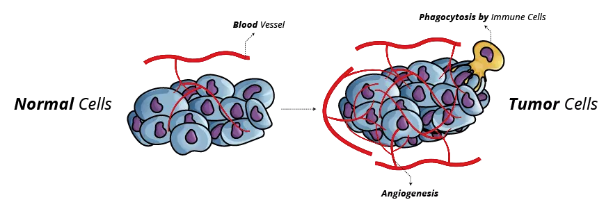 Cancer Cell Angiogenesis