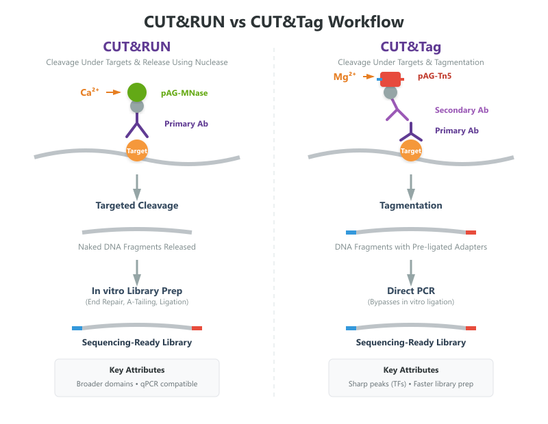 CUT&RUN vs CUT&TAG Workflow