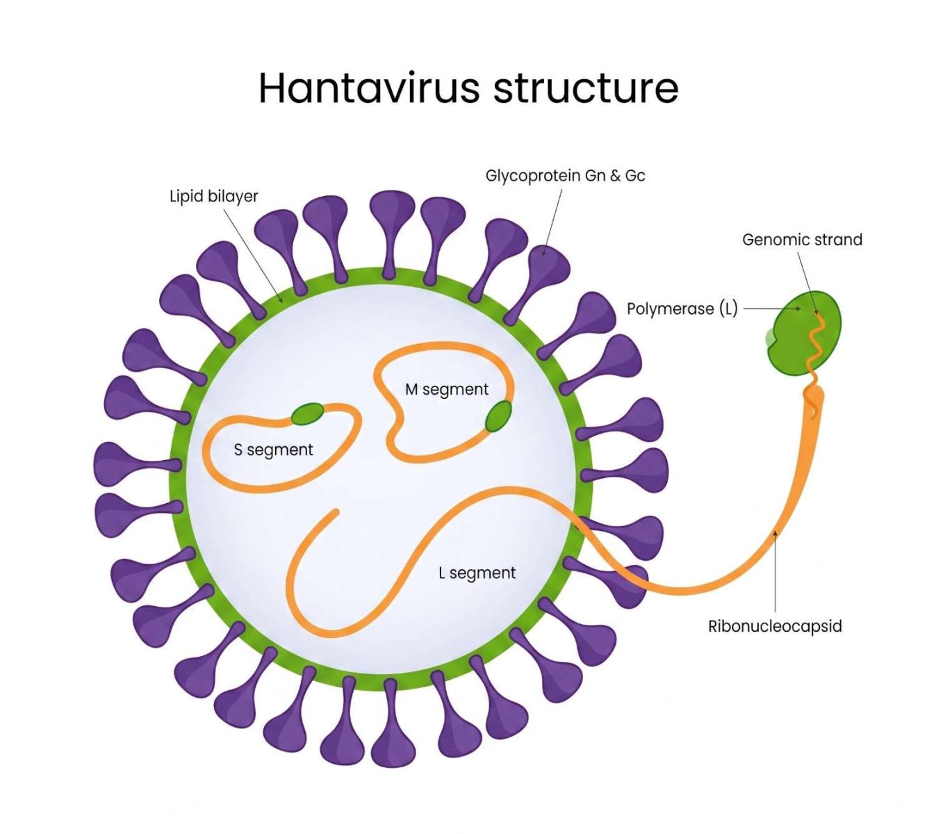 Hantavirus Research Reagents