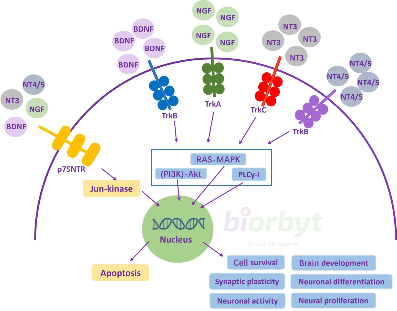 Neurotrophic Pathway Background