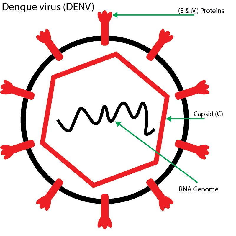 Detailed diagram of the Dengue Virus structure