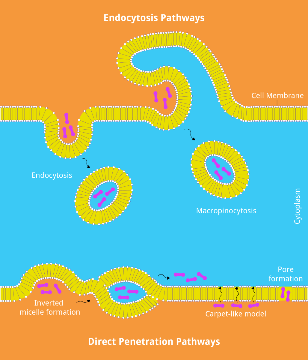 Diagram showing endocytosis and direct penetration pathways of CPPs