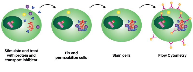 Intracellular cytokine detection with flow cytometry workflow diagram