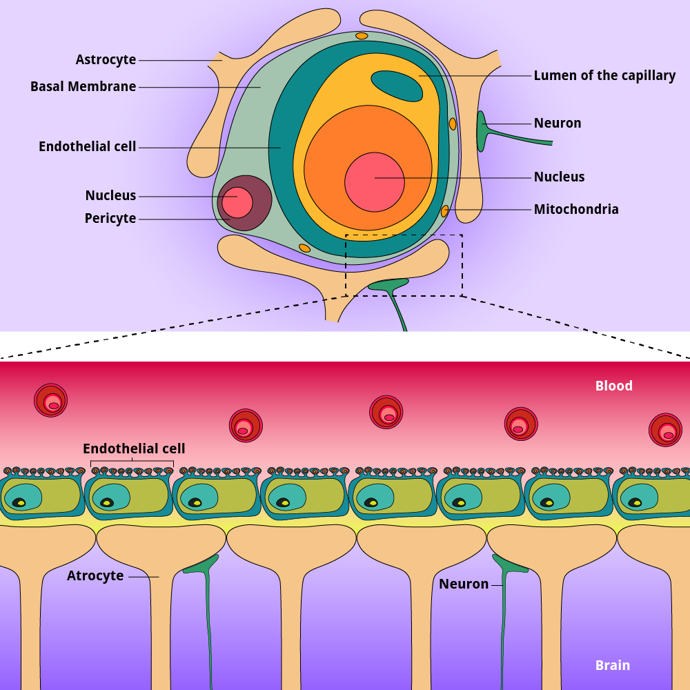 Detailed diagram illustrating the Blood Brain Barrier and Cell Penetrating Peptides