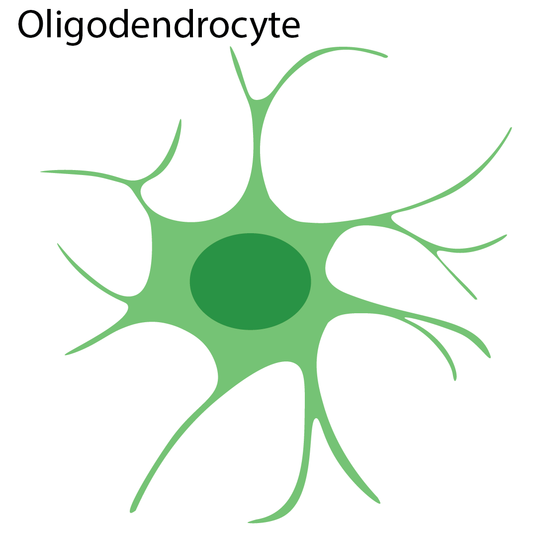 Detailed diagram illustrating an Oligodendrocyte myelinating an axon