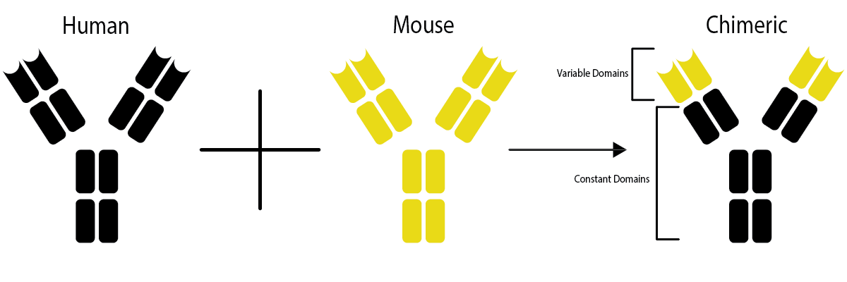 Chimeric antibodies process diagram illustrating mouse variable regions and human constant regions
