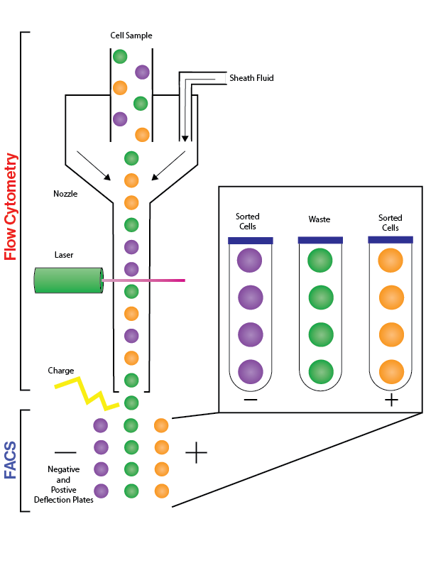 Detailed diagram showing the operational mechanisms of Flow Cytometry and FACS