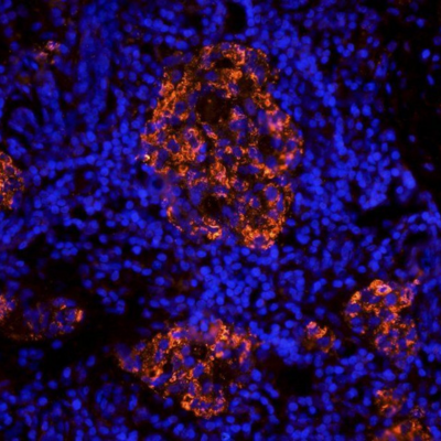 CD90 Antibody