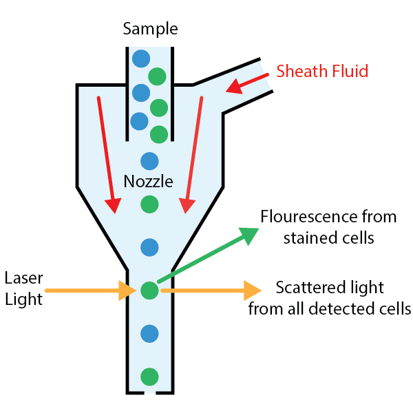 Detailed diagram illustrating fluidics, optical lasers, and signal detection in a flow cytometer