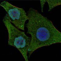 BRAF Staining
