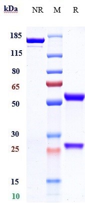 Validation data for Cetuximab biosimilar
