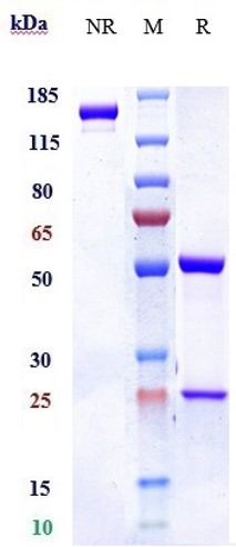 Validation data for Mepolizumab biosimilar