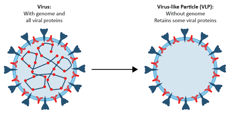 Detailed diagram illustrating the structural assembly and components of Virus-Like Particles