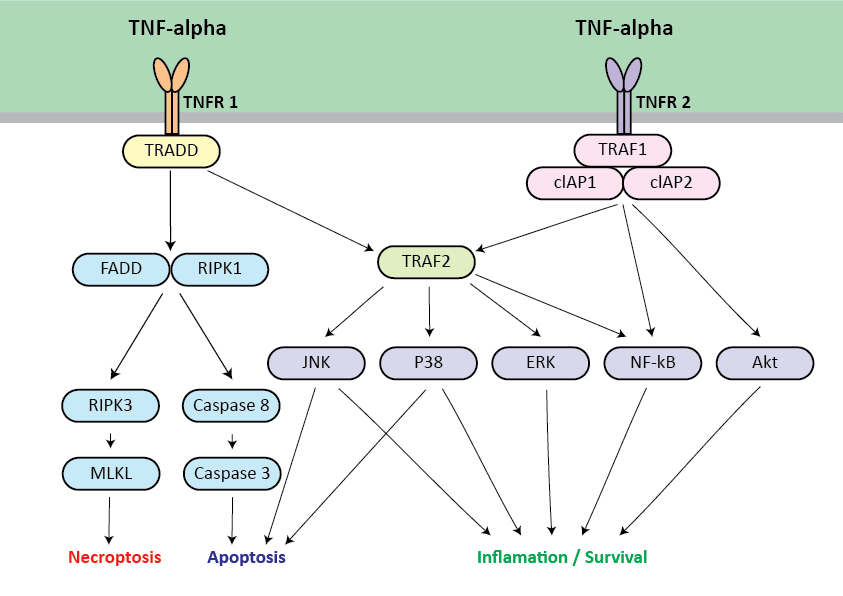 TNFa Signaling Pathway