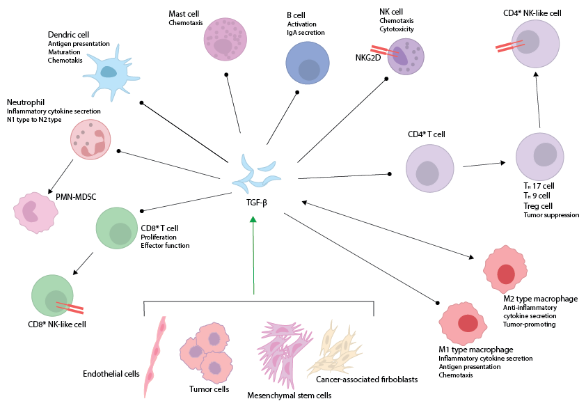 TNFb Signaling Pathway