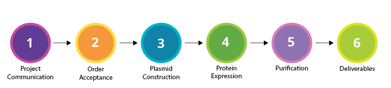 Recombinant Protein Expression Order Process Workflow