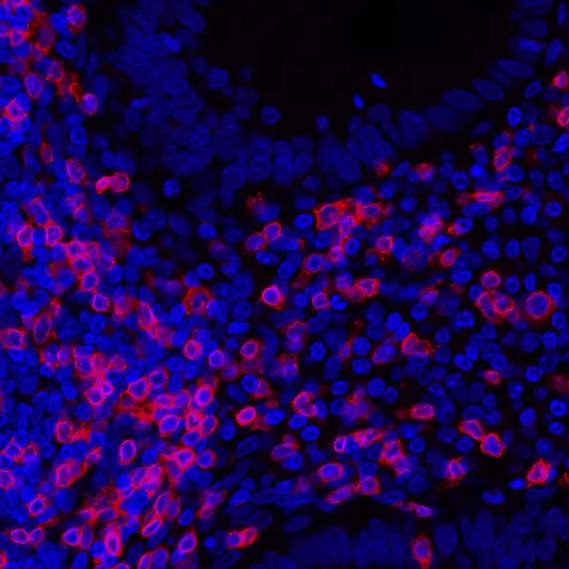 Rabbit anti-CD3E Antibody