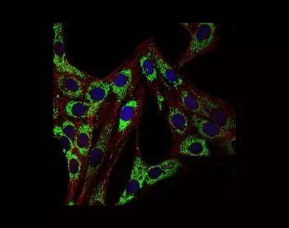 HSP90AA1 antibody