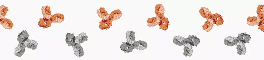 monoclonal or polyclonal