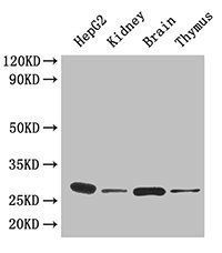 YWHAH Antibody