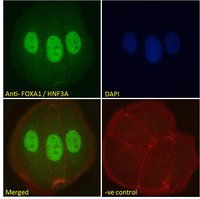 FOXA1/HNF3A Antibody