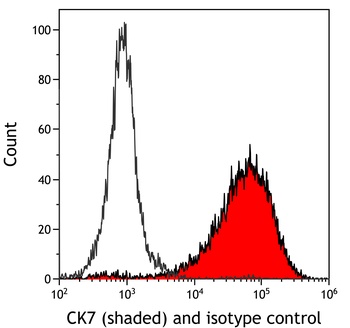 Rabbit anti-CK7 Recombinant Monoclonal Antibody [BC1]
