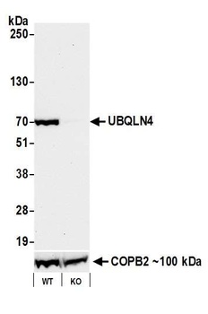 Rabbit anti-UBQLN4/CIP75/Ubiquilin 4 Recombinant Monoclonal Antibody [BLR145J]