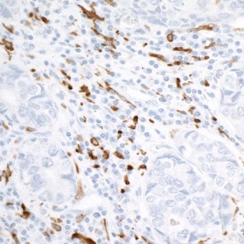 Rabbit anti-CD163 Recombinant Monoclonal Antibody [BLR087G]
