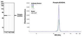 Rabbit anti-Phospho BCKDHA (S292) Recombinant Monoclonal Antibody [BLR060F]