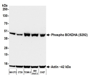 Rabbit anti-Phospho BCKDHA (S292) Recombinant Monoclonal Antibody [BLR060F]