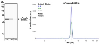 Rabbit anti-Phospho BCKDHA (S292) Recombinant Monoclonal Antibody [BLR060F]