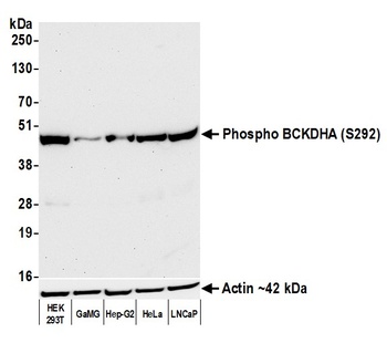 Rabbit anti-Phospho BCKDHA (S292) Recombinant Monoclonal Antibody [BLR060F]