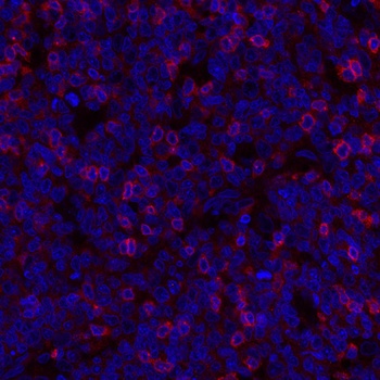 Rabbit anti-TIGIT Recombinant Monoclonal Antibody [BLR047F]