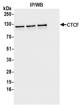 Rabbit anti-CTCF Recombinant Monoclonal Antibody [BLR041F]