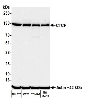 Rabbit anti-CTCF Recombinant Monoclonal Antibody [BLR041F]