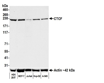Rabbit anti-CTCF Recombinant Monoclonal Antibody [BLR041F]