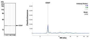 Rabbit anti-CD247/CD3Z Recombinant Monoclonal Antibody [BL-336-1B2]