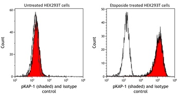 Rabbit anti-Phospho KAP-1 (S824) Recombinant Monoclonal Antibody [BL-246-7B5]