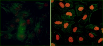 Rabbit anti-Phospho KAP-1 (S824) Recombinant Monoclonal Antibody [BL-246-7B5]
