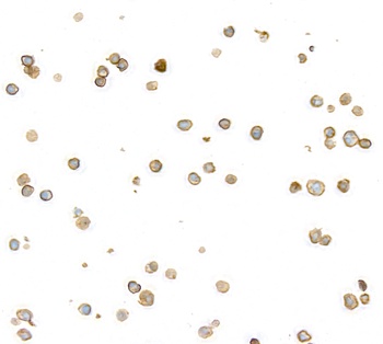 Rabbit anti-CD45 Recombinant Monoclonal Antibody [BL-178-12C7]