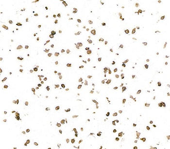 Mouse anti-HLA-DR Monoclonal Antibody, Purified [LN3]