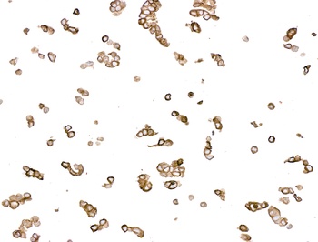Mouse anti-Cytokeratin Monoclonal Antibody, Purified [AE1/AE3]