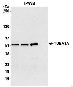 Rabbit anti-alpha-Tubulin Antibody, Affinity Purified