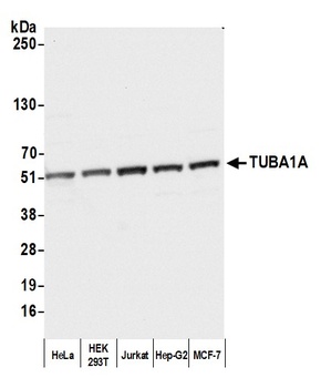 Rabbit anti-alpha-Tubulin Antibody, Affinity Purified