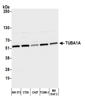 Rabbit anti-alpha-Tubulin Antibody, Affinity Purified